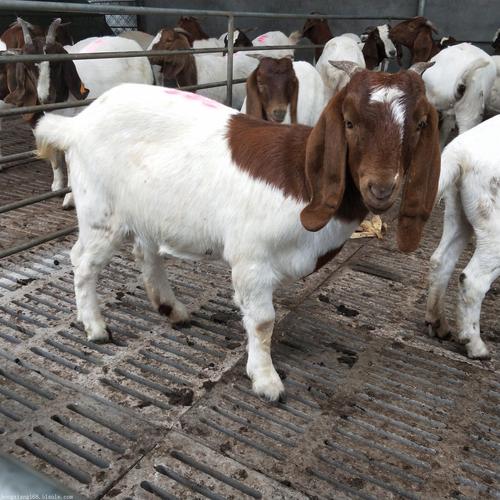 山东肉羊养殖场大量出售白山羊 波尔山羊 过磅出售