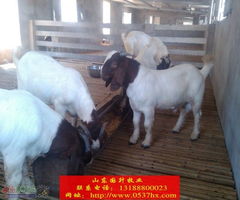 呼和浩特畜牧局今年养纯波尔山羊 质询政府大型养殖场