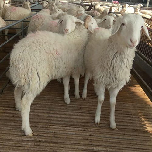 澳洲白绵羊羔 厂家供应小羊羔 种羊苗羊羔种羊崽 供应