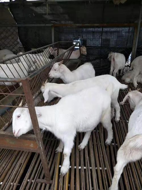 在广西黑山羊肉羊价格一斤现在的肉羊价格一斤养殖场直发现货直发