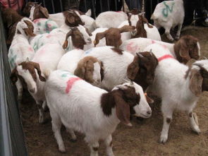 梁山5.28大型羊市大会,各种肉羊品种展示,推出肉羊最新品种上市价格