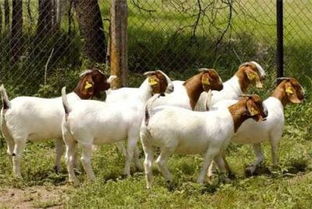 波尔山羊繁殖 小尾寒羊养殖 肉羊 改良肉羊 鑫斌养殖场