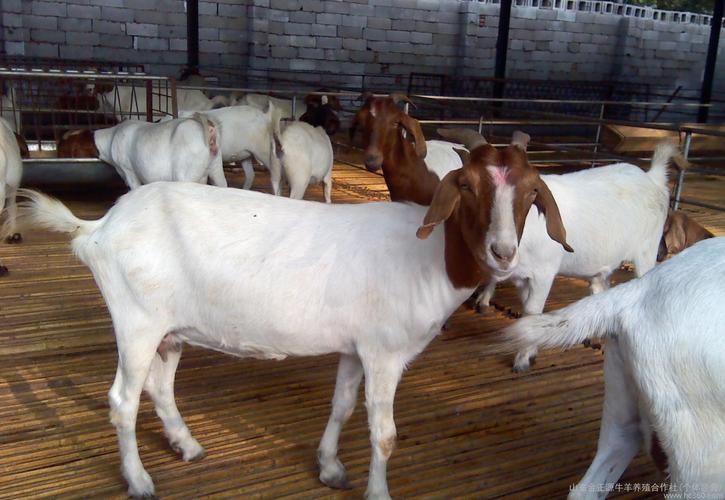 养殖技术 提供波尔山羊产品,图片仅供参考,2014肉羊养殖效益分析 养殖