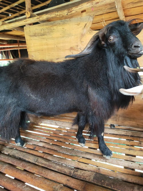努比亚黑山羊养殖场努比亚黑山羊种苗养殖基地