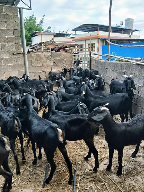 湖南黑山羊苗分析黑山羊养殖要求