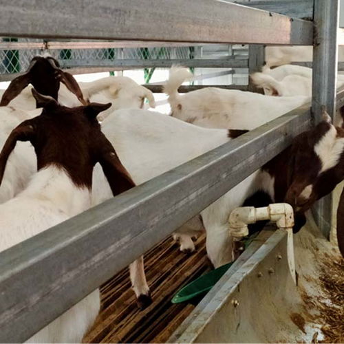 亳州原种波尔山羊养殖合作价格行情 在线咨询