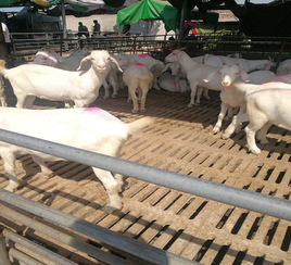 怎么养殖波尔山羊的利润高 买小母羊多少钱 种公羊的价格行情