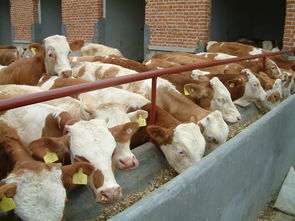 波尔山羊 西门塔尔牛 肉牛价格 山东畜牧局肉牛养殖基地 牛羊养殖