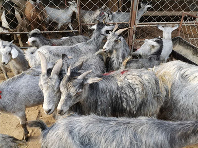 山东青山羊养殖基地 青山羊价格 怀孕母羊 羊羔