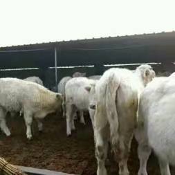 山羊养殖技术白山羊价格山羊效益分析