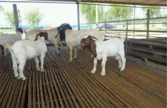 波尔山羊养殖技术
