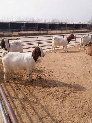 养殖肉羊的成本 波尔山羊成本 小尾寒羊养殖效益 山羊养殖成本计算 养羊成本