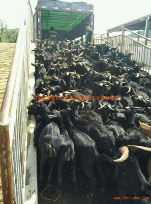 黑山羊养殖场,黑山羊价格,黑山羊肉羊,黑山羊种羊价格