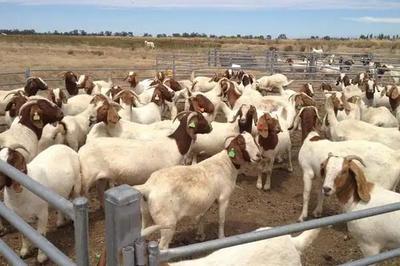 波尔山羊繁殖率高吗,波尔山羊的养殖技术和管理