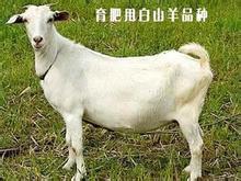 广东白山羊价格 养殖白山羊羔羊哪里有_农副产品