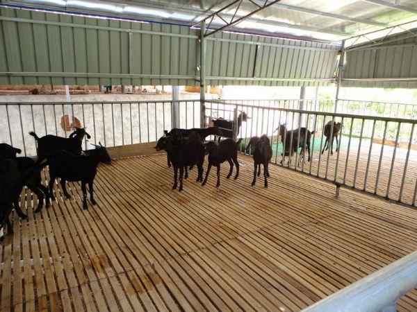 广西黑山羊养殖,【荐】*的黑山羊种羊资讯